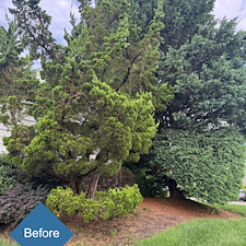 Pruning-Weeding-Mulch-Installation-in-Stratford-CT 5